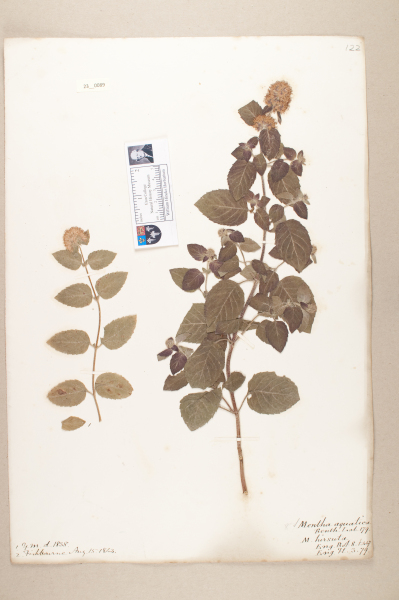 NHM_HH_23.89-2010 image NHM_HH_23.89-2010