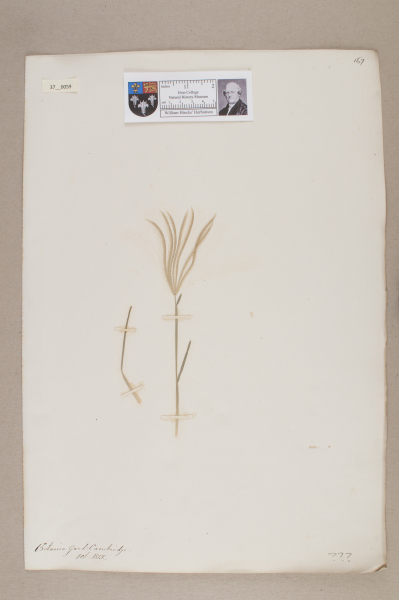 NHM_HH_37.59-2010 image NHM_HH_37.59-2010