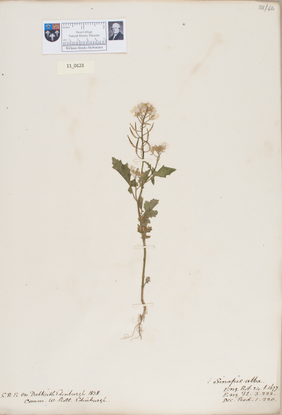 NHM_HH_11.123-2010 image NHM_HH_11.123-2010