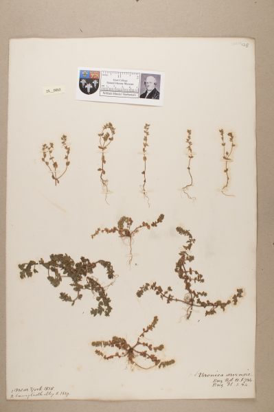 NHM_HH_25.62-2010 image NHM_HH_25.62-2010