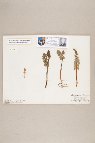 NHM_HH_4.4-2010 image NHM_HH_4.4-2010