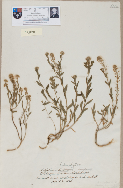 image NHM_HH_11.91-2010