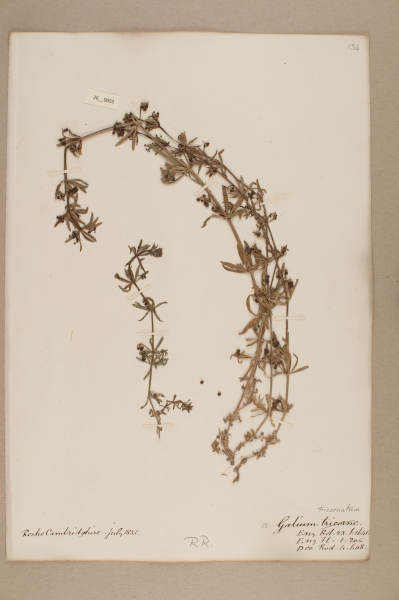 NHM_HH_26.55-2010 image NHM_HH_26.55-2010