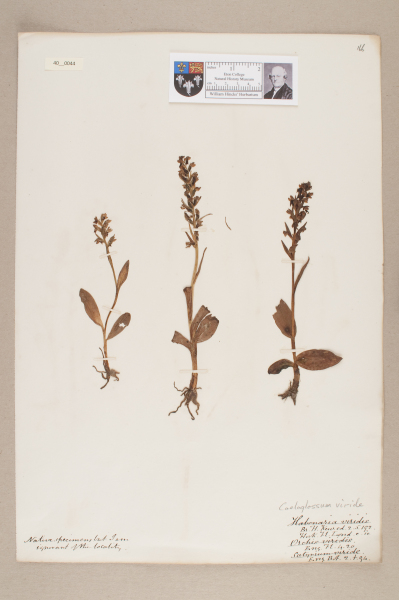 image NHM_HH_40.44-2010