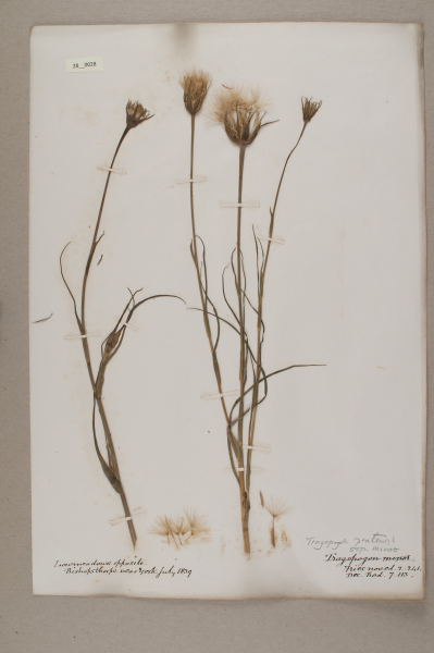 NHM_HH_28.28-2010 image NHM_HH_28.28-2010