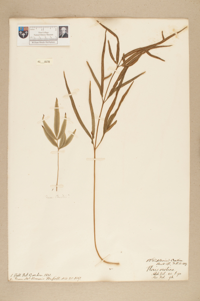 image NHM_HH_41.170-2010