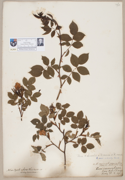 NHM_HH_14.20-2010 image NHM_HH_14.20-2010