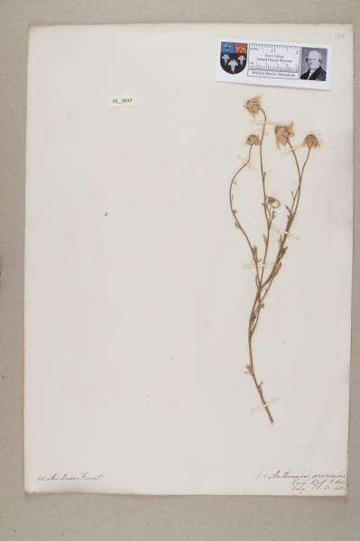 NHM_HH_29.37-2010 image NHM_HH_29.37-2010