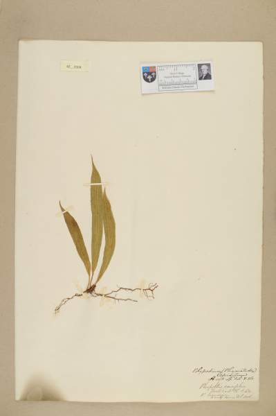 NHM_HH_42.104-2010 image NHM_HH_42.104-2010