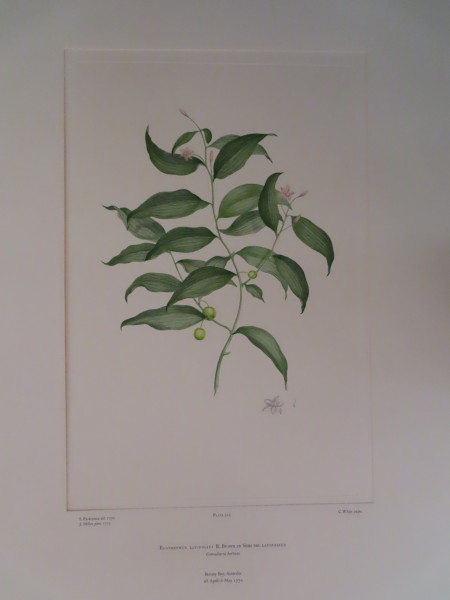 FDA-E.2916_15_11-2016 image FDA-E.2916_15_11-2016