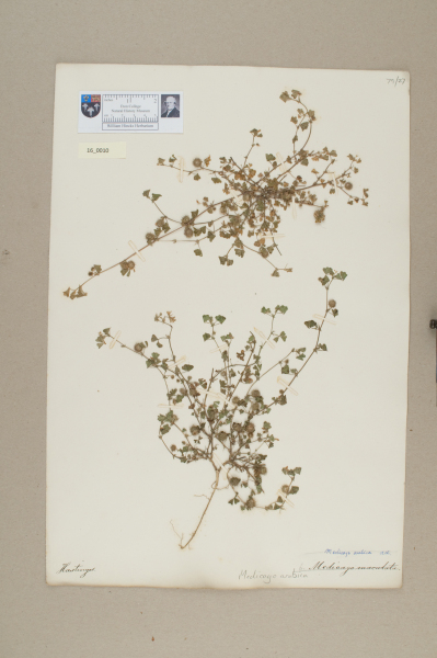 NHM_HH_16.10-2010 image NHM_HH_16.10-2010