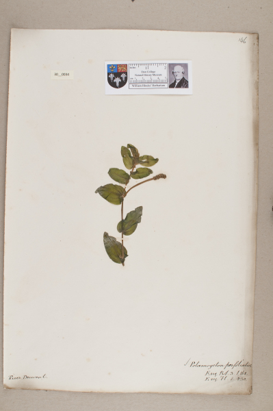 NHM_HH_30.34-2010 image NHM_HH_30.34-2010