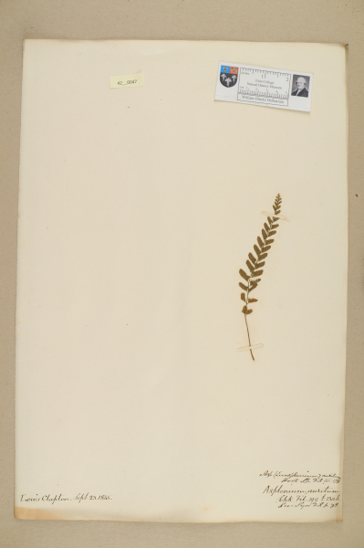 NHM_HH_42.47-2010 image NHM_HH_42.47-2010