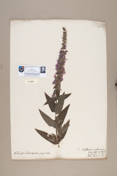 NHM_HH_17.9-2010 image NHM_HH_17.9-2010