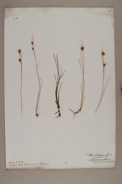 NHM_HH_32.41-2010 image NHM_HH_32.41-2010