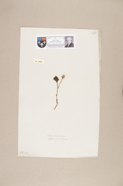 NHM_HH_43.49-2010 image NHM_HH_43.49-2010