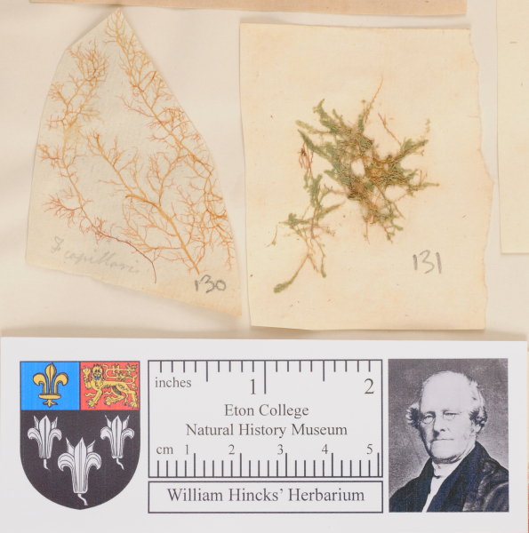 NHM_HH_1.130-2010 image NHM_HH_1.130-2010