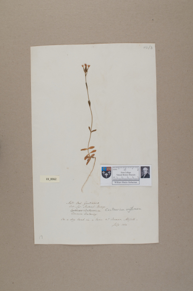 NHM_HH_19.62-2010 image NHM_HH_19.62-2010