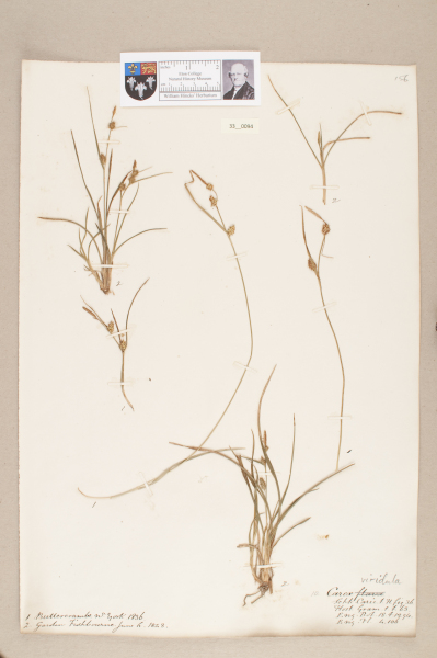 NHM_HH_33.94-2010 image NHM_HH_33.94-2010