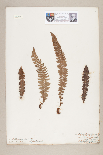 NHM_HH_5.42-2010 image NHM_HH_5.42-2010