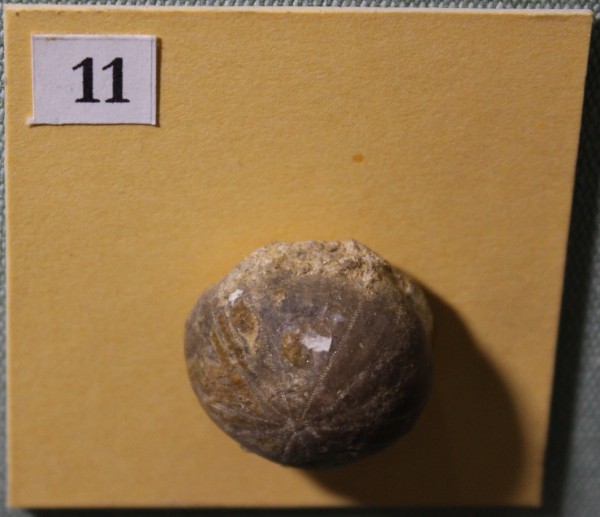 NHM.472-2017 image NHM.472-2017