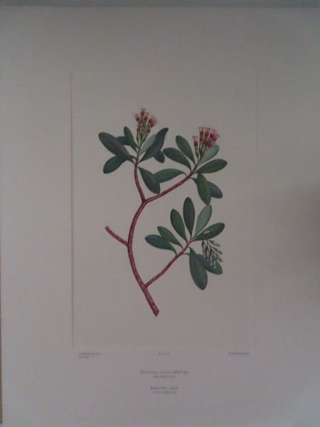 image FDA-E.2916_5_18-2016-A