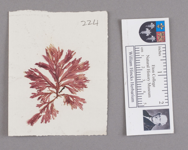 NHM_HH_1.224-2010 image NHM_HH_1.224-2010