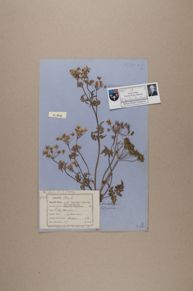 NHM_HH_21.18-2010 image NHM_HH_21.18-2010