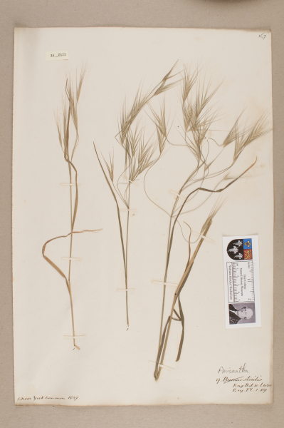 NHM_HH_35.121-2010 image NHM_HH_35.121-2010