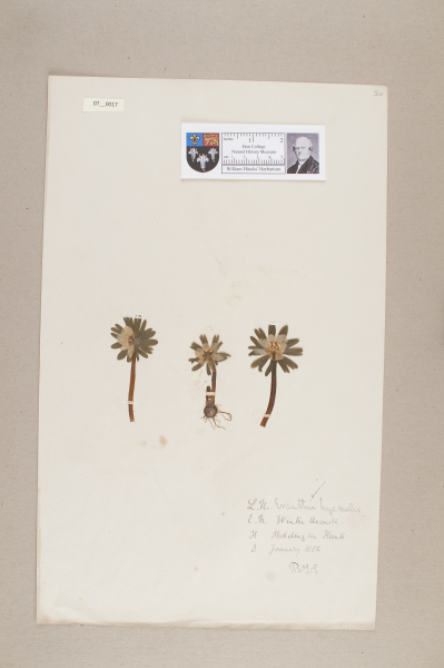 NHM_HH_7.17-2010 image NHM_HH_7.17-2010