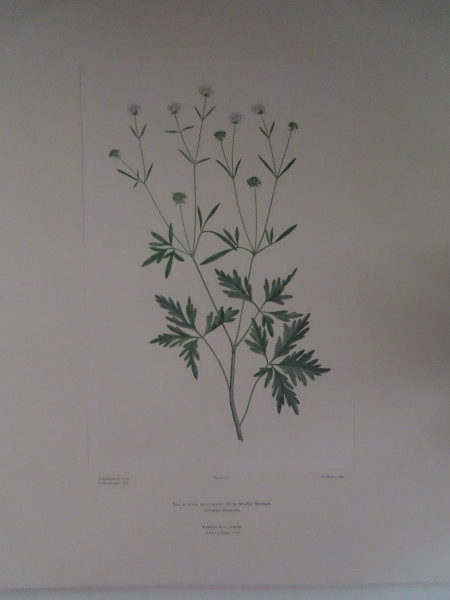 image FDA-E.2916_7_5-2016