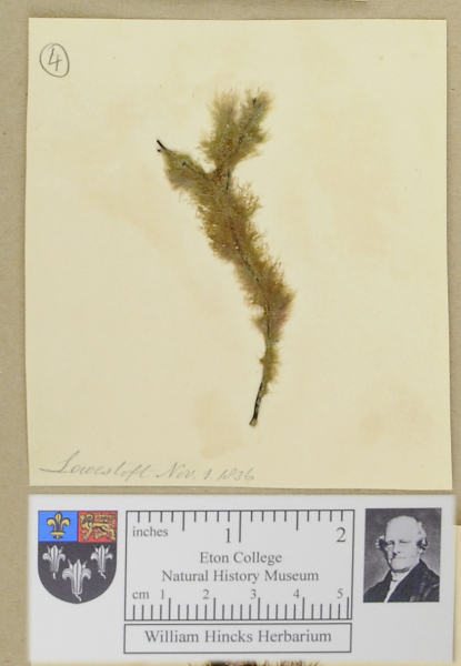 NHM_HH_1.4-2010 image NHM_HH_1.4-2010