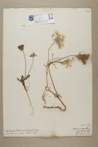 NHM_HH_22.51-2010 image NHM_HH_22.51-2010