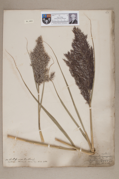 NHM_HH_36.23-2010 image NHM_HH_36.23-2010