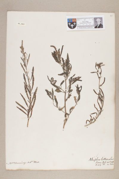 NHM_HH_8.27-2010 image NHM_HH_8.27-2010