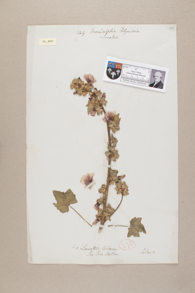 NHM_HH_10.37-2010 image NHM_HH_10.37-2010