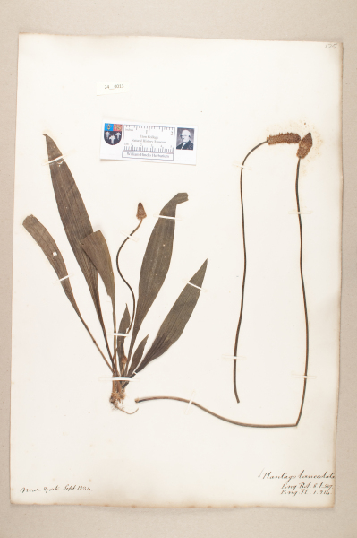 NHM_HH_24.13-2010 image NHM_HH_24.13-2010