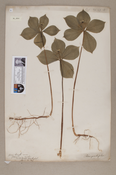 NHM_HH_38.14-2010 image NHM_HH_38.14-2010