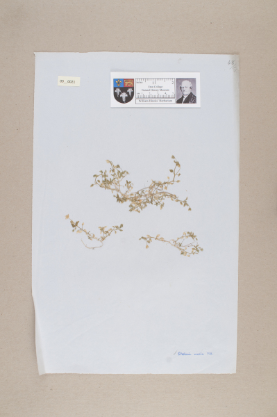 NHM_HH_9.21-2010 image NHM_HH_9.21-2010