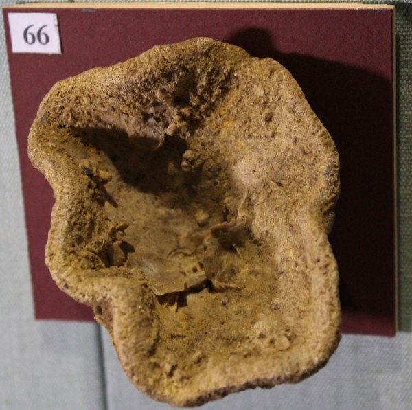 NHM.527-2017 image NHM.527-2017