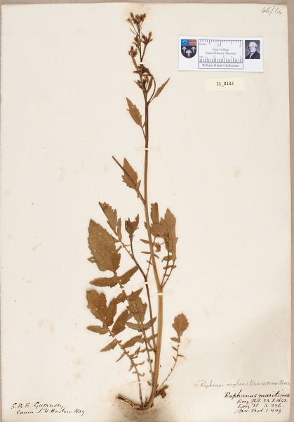 NHM_HH_11.132-2010 image NHM_HH_11.132-2010