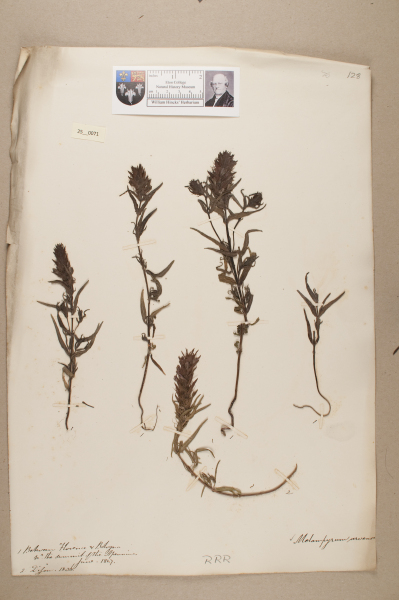 NHM_HH_25.71-2010 image NHM_HH_25.71-2010