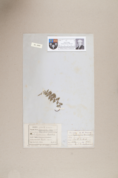 NHM_HH_4.49-2010 image NHM_HH_4.49-2010