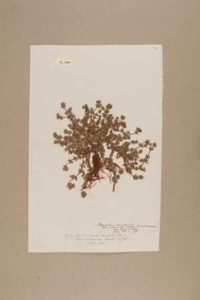 NHM_HH_26.64-2010 image NHM_HH_26.64-2010