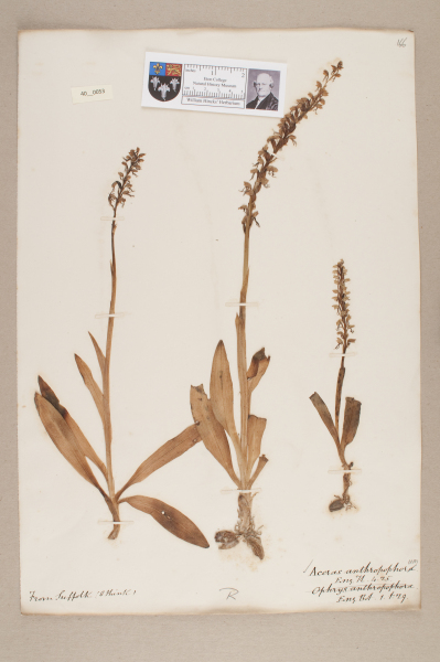 image NHM_HH_40.53-2010