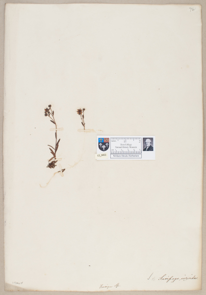 NHM_HH_13.2-2010 image NHM_HH_13.2-2010