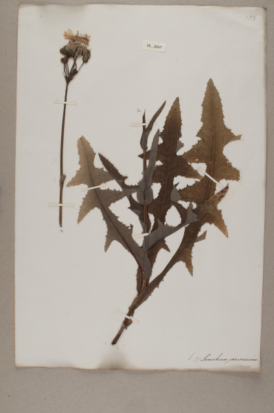 NHM_HH_28.37-2010 image NHM_HH_28.37-2010