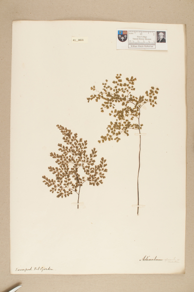 NHM_HH_41.23-2010 image NHM_HH_41.23-2010