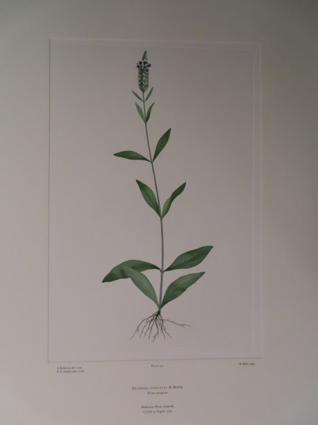 FDA-E.2916_11_9-2016-A image FDA-E.2916_11_9-2016-A