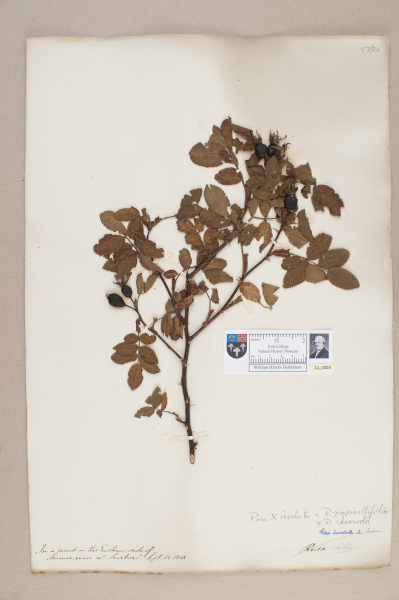 NHM_HH_14.3-2010 image NHM_HH_14.3-2010